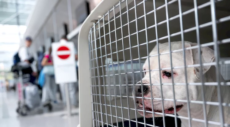 AB Adalet Divanı: Evcil hayvanlar “Bagaj” sayılabilir