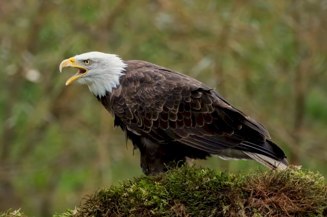 ABD tarihinde yeni bir dönem, kel kartal resmen ulusal kuş oldu