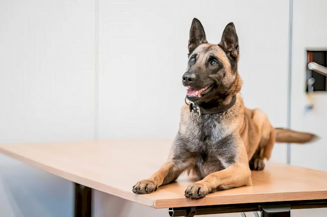 Brüksel'deki uyuşturucu savaşı hapishaneden mi yönetiliyor?