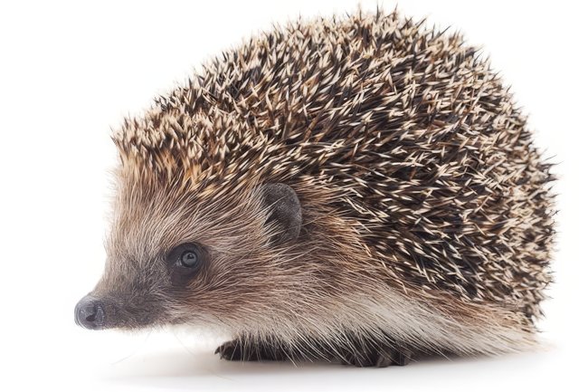 Wallonia’da robot çim biçme makinelerine gece yasağı: Kirpiler için ölümcül tehdit