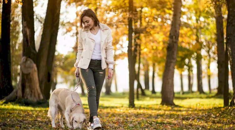 Tasmasız köpekler için para cezası uyarısı: Flaman belediyelerinde kurallar ne anlama geliyor?