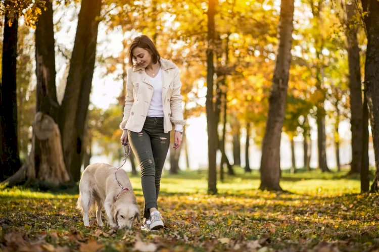 Tasmasız köpekler için para cezası uyarısı: Flaman belediyelerinde kurallar ne anlama geliyor?